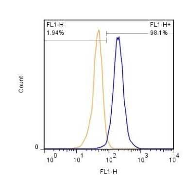 Flow (Cell Surface): Spectrin beta 3 Antibody (3B1NB) - Azide Free [NBP2-44311] - Spectrin B3 antibody (clone 3B1NB) was used to stain HeLa cells (1 x 10^6 cells/ml) at a 1:500 dilution detected using Dylight-488 conjugated goat anti-rat IgG secondary antibody (blue peak). Shown with secondary control (orange peak).