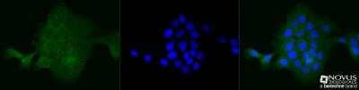 Immunocytochemistry/Immunofluorescence: Spectrin beta 3 Antibody (3B1NB) - Azide Free [NBP2-44311] - A431 cells were fixed for 10 minutes using -20C MeOH.  The cells were incubated with anti-Spectrin beta 3 (3B1NB) [NBP2-44311-azide free] at a 1:50 dilution overnight at 4C and detected with an anti-mouse Dylight 488 (Green) at a 1:500 dilution.  Nuclei were counterstained with DAPI (Blue). Cells were imaged using a 40X objective.