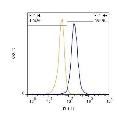 Flow (Cell Surface): Spectrin beta 3 Antibody (3B1NB) [NBP2-44310] - Analysis using the Azide Free version of NBP2-44310. Detection of HeLa cells (1 x 10^6 cells/ml) at a 1:500 dilution detected using Dylight-488 conjugated goat anti-rat IgG secondary antibody (blue peak). Shown with secondary control (orange peak).