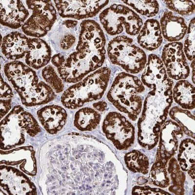 Immunohistochemistry: Spectrin beta 3 Antibody [NBP2-48794] - Staining of human kidney shows strong cytoplasmic positivity in cells in tubules.