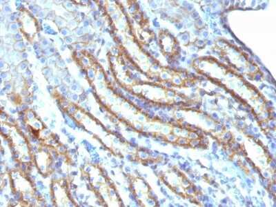 Immunohistochemistry-Paraffin: Spectrin beta 3 Antibody (SPTBN2/1247) [NBP2-54441] - Formalin-fixed, paraffin-embedded Mouse Kidney stained with Spectrin beta III Monoclonal Antibody (SPTBN2/1247).