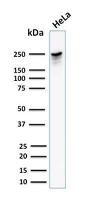 Western Blot: Spectrin beta 3 Antibody (SPTBN2/1582) - Azide and BSA Free [NBP2-54488] - Western Blot Analysis of human HeLa cell lysate using Spectrin beta 3 Antibody (SPTBN2/1582).