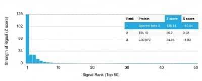 Protein Array: Spectrin beta 3 Antibody (SPTBN2/1582) [NBP2-53236] - Analysis of Protein Array containing more than 19,000 full-length human proteins using Spectrin beta 3 Antibody (SPTBN2/1582). Z- and S- Score: The Z-score represents the strength of a signal that a monoclonal antibody (MAb) (in combination with a fluorescently-tagged anti-IgG secondary antibody) produces when binding to a particular protein on the HuProt(TM) array. Z-scores are described in units of standard deviations (SD's) above the mean value of all signals generated on that array. If targets on HuProt(TM) are arranged in descending order of the Z-score, the S-score is the difference (also in units of SD's) between the Z-score. S-score therefore represents the relative target specificity of a MAb to its intended target. A MAb is considered to specific to its intended target, if the MAb has an S-score of at least 2.5.