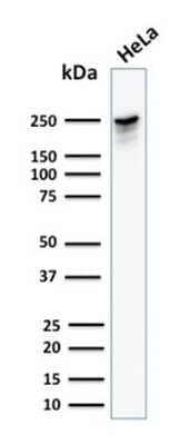 Western Blot: Spectrin beta 3 Antibody (SPTBN2/1582) [NBP2-53236] - Western Blot Analysis of human HeLa cell lysate using Spectrin beta 3 Antibody (SPTBN2/1582).