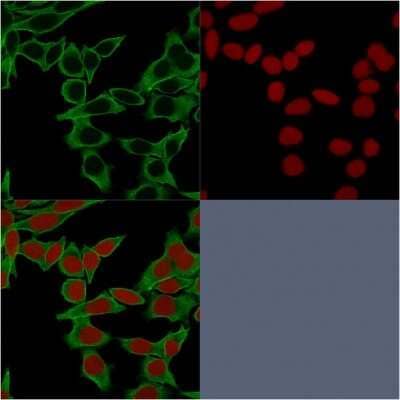 Immunocytochemistry/Immunofluorescence: Spectrin beta 3 Antibody (SPTBN2/1583) [NBP2-53312] - Confocal Immunofluorescence of HeLa cells. Spectrin beta 3 Antibody (SPTBN2/1583) labeled with CF488 (Green). Red Dot is used to label the nuclei.