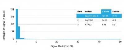 Protein Array: Spectrin beta 3 Antibody (SPTBN2/1583) [NBP2-53312] - Analysis of Protein Array containing more than 19,000 full-length human proteins using Spectrin beta 3 Antibody (SPTBN2/1583). Z- and S- Score: The Z-score represents the strength of a signal that a monoclonal antibody (MAb) (in combination with a fluorescently-tagged anti-IgG secondary antibody) produces when binding to a particular protein on the HuProt(TM) array. Z-scores are described in units of standard deviations (SD?s) above the mean value of all signals generated on that array. If targets on HuProt(TM) are arranged in descending order of the Z-score, the S-score is the difference (also in units of SD?s) between the Z-score. S-score therefore represents the relative target specificity of a MAb to its intended target. A MAb is considered to specific to its intended target, if the MAb has an S-score of at least 2.5.