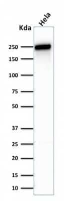 Western Blot: Spectrin beta 3 Antibody (SPTBN2/1583) [NBP2-53312] - Western Blot Analysis of human HeLa cell lysate using Spectrin beta 3 Antibody (SPTBN2/1583).