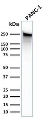 Western Blot: Spectrin beta 3 Antibody (SPTBN2/1583) [NBP2-53312] - Western Blot Analysis of human PANC-1 cell lysate using Spectrin beta 3 Antibody (SPTBN2/1583).