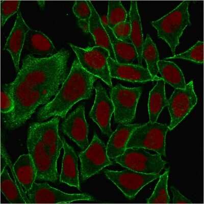 Immunocytochemistry/Immunofluorescence: Spectrin beta 3 Antibody (SPTBN2/1584) [NBP2-53315] - Immunofluorescence Analysis of MeOH-fixed HeLa cells labeling Spectrin beta III with Spectrin beta 3 Antibody (SPTBN2/1584) followed by Goat anti-Mouse IgG-CF488 (Green). The nuclear counterstain is Red Dot (Red).