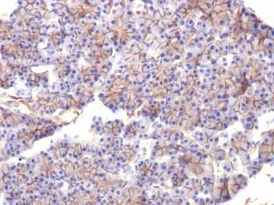 Immunohistochemistry-Paraffin: Spectrin beta 3 Antibody (SPTBN2/1584) [NBP2-53315] - Formalin-fixed, paraffin-embedded Rat Pancreas stained with Spectrin beta III Monoclonal Antibody (SPTBN2/1584).