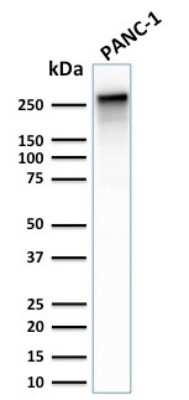 Western Blot: Spectrin beta 3 Antibody (SPTBN2/2887R) - Azide and BSA Free [NBP3-08441] - Western Blot Analysis of PANC-1 cell lysate using Spectrin beta 3 Rabbit Recombinant Monoclonal (SPTBN2/2887R).
