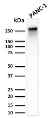 Western Blot: Spectrin beta 3 Antibody (SPTBN2/2887R) [NBP3-07293] - Western Blot Analysis of PANC-1 cell lysate using Spectrin beta 3 Rabbit Recombinant Monoclonal (SPTBN2/2887R).