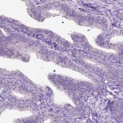 Immunohistochemistry-Paraffin: Speedy/Ringo Antibody [NBP2-49476] - Staining of human fallopian tube shows low expression as expected.