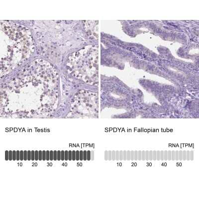 Immunohistochemistry-Paraffin Speedy/Ringo Antibody - BSA Free