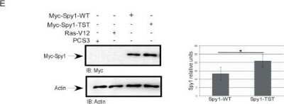 Western Blot: Speedy/Ringo Antibody [NB100-2521] - Spy1 stable protein induces anchorage independent growth. Representative foci after 14 day soft agar assay visualized using light microscopy. Ras-V12 is transfected as a positive control. n = 3.  Total numbers of foci were counted over 3 separate plates using separate transfections for each experiment. n = 3. Error bars reflect SE between triplicate experiments. t test was performed. Western blot analysis of experiments performed. Quantified using densitometry followed by normalization for Actin levels. Image collected and cropped by Citeab from the following publication (The cyclin-like protein Spy1/RINGO promotes mammary transformation and is elevated in human breast cancer. BMC Cancer (2012))  licensed under a CC-BY license.