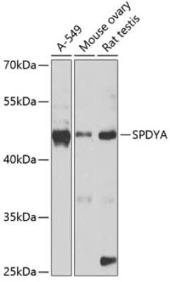 Western Blot Speedy/Ringo Antibody - BSA Free