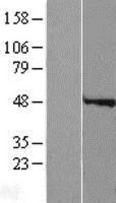 Western Blot: Speedy/Ringo Overexpression Lysate (Adult Normal) [NBP2-04810] Left-Empty vector transfected control cell lysate (HEK293 cell lysate); Right -Over-expression Lysate for Speedy/Ringo.