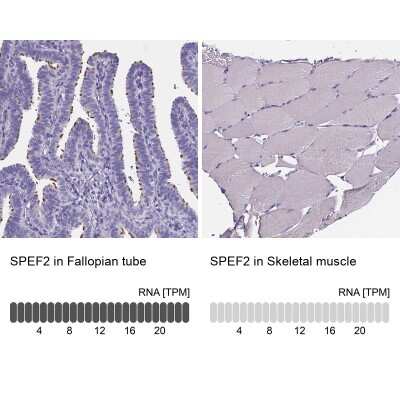 <b>Orthogonal Strategies Validation. </b>Immunohistochemistry-Paraffin: Sperm Flagellar 2 Antibody [NBP1-84361] - Analysis in human fallopian tube and skeletal muscle tissues. Corresponding Sperm Flagellar 2 RNA-seq data are presented for the same tissues.
