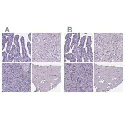 <b>Independent Antibodies Validation. </b>Immunohistochemistry-Paraffin: Sperm Flagellar 2 Antibody [NBP1-84361] - Staining of human fallopian tube, liver, pancreas and skeletal muscle using Anti-Sperm Flagellar 2 antibody NBP1-84361 (A) shows similar protein distribution across tissues to independent antibody NBP2-38461 (B).