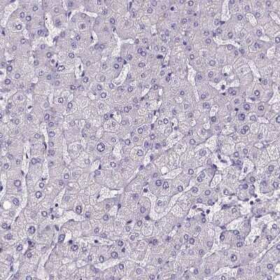 Immunohistochemistry-Paraffin: Sperm Flagellar 2 Antibody [NBP1-84361] - Staining of human liver shows no positivity in hepatocytes as expected.
