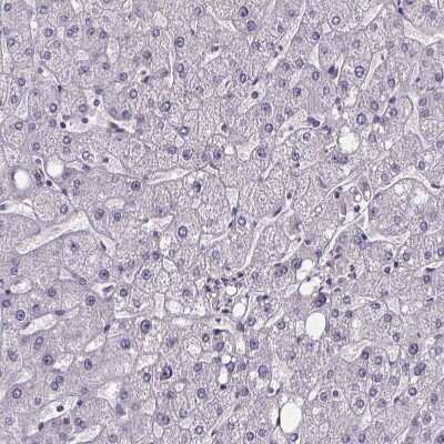 Immunohistochemistry-Paraffin: Sperm Flagellar 2 Antibody [NBP2-38461] - Staining of human liver shows no  positivity in hepatocytes as expected.