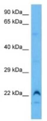 Western Blot Spermine Binding Protein Antibody - BSA Free