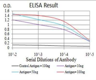 ELISA: Sphingosine Kinase 2/SPHK2 Antibody (3C8D3) [NBP2-52566] - Black line: Control Antigen (100 ng); Purple line: Antigen(10ng); Blue line: Antigen (50 ng); Red line: Antigen (100 ng).