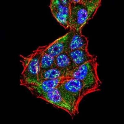 Immunocytochemistry/Immunofluorescence: Sphingosine Kinase 2/SPHK2 Antibody (3C8D3) [NBP2-52566] - Analysis of HeLa cells using SK2 mouse mAb (green). Blue: DRAQ5 fluorescent DNA dye. Red: Actin filaments have been labeled with Alexa Fluor- 555 phalloidin.