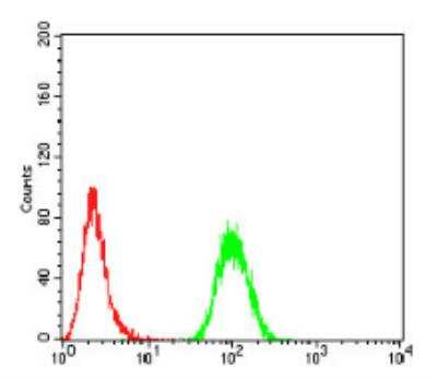 Flow Cytometry: Sphingosine Kinase 2/SPHK2 Antibody (9C5E1) [NBP2-52567] - Analysis of HeLa cells using SK2 mouse mAb (green) and negative control (red).