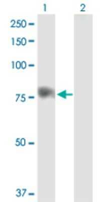 Western Blot: Sphingosine Kinase 2/SPHK2 Antibody [H00056848-D01P] - Analysis of SPHK2 expression in transfected 293T cell line by SPHK2 polyclonal antibody.Lane 1: SPHK2 transfected lysate(69.20 KDa).Lane 2: Non-transfected lysate.