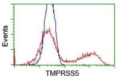 Flow Cytometry: Spinesin Antibody (OTI4A11) - Azide and BSA Free [NBP2-74333] - HEK293T cells transfected with either overexpression plasmid (Red) or empty vector control plasmid (Blue) were immunostaining by anti-Spinesin antibody, and then analyzed by flow cytometry.