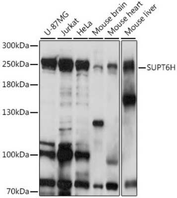 Western Blot Spt6 Antibody - Azide and BSA Free