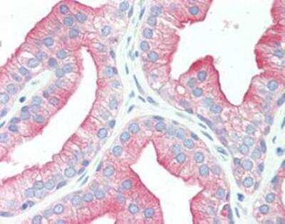 Immunohistochemistry: Src Antibody (5A18) [NBP1-19188] - IHC Analysis: Human prostate tissue stained with Src, mAb (5A18) at 20 ug/ml.