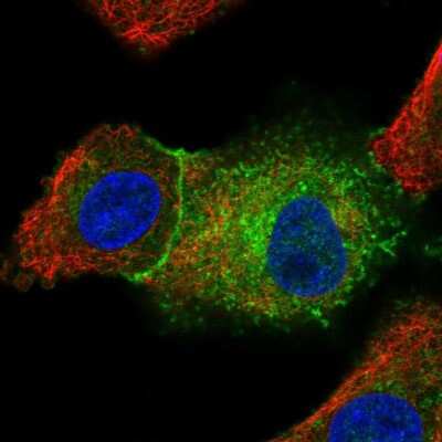 <b>Orthogonal Strategies Validation. </b>Immunocytochemistry/Immunofluorescence: Src Antibody [NBP2-38165] - Immunofluorescent staining of human cell line A549 shows localization to plasma membrane & cytosol.