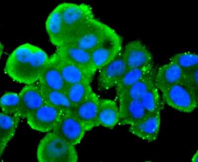 Immunocytochemistry/Immunofluorescence: Src Antibody (JF0947) [NBP2-67167] - Staining Src in MCF-7 cells (green). The nuclear counter stain is DAPI (blue). Cells were fixed in paraformaldehyde, permeabilised with 0.25% Triton X100/PBS.