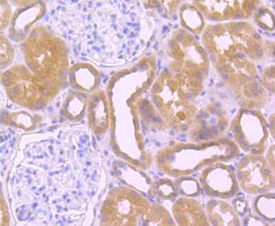 Immunohistochemistry-Paraffin: Src Antibody (JF0947) [NBP2-67167] - Analysis of paraffin-embedded human kidney tissue using anti-Src antibody. Counter stained with hematoxylin.