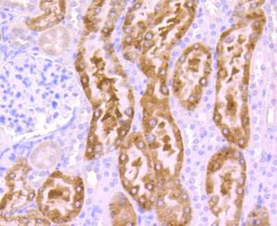 Immunohistochemistry-Paraffin: Src Antibody (JF0947) [NBP2-67167] - Analysis of paraffin-embedded mouse kidney tissue using anti-Src antibody. Counter stained with hematoxylin.