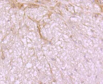 Immunohistochemistry-Paraffin: Src Antibody (JF0947) [NBP2-67167] - Analysis of paraffin-embedded rat brain tissue using anti-Src antibody. Counter stained with hematoxylin.
