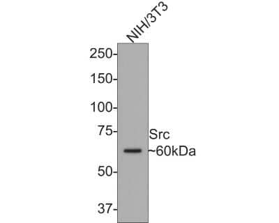 Western Blot: Src Antibody (JF0947) [NBP2-67167] - Analysis of Src on NIH/3T3 cell lysates with Rabbit anti-Src antibody at 1/500 dilution. Lysates/proteins at 10 ug/Lane. Predicted band size: 60 kDa Observed band size: 60 kDa Exposure time: 2 minutes; 8% SDS-PAGE gel. Proteins were transferred to a PVDF membrane and blocked with 5% NFDM/TBST for 1 hour at room temperature. The primary antibody at 1/500 dilution was used in 5% NFDM/TBST at room temperature for 2 hours. Goat Anti-Rabbit IgG - HRP Secondary Antibody at 1:300,000 dilution was used for 1 hour at room temperature.