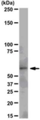 Western Blot: Src Antibody (N6L) [NBP2-29829] - Representative lot data. A431 cell lysate was resolved by electrophoresis, transferred to nitrocellulose and probed with anti-Src, clone N6L (1:1,000 dilution).  Proteins were visualized using a goat anti-rabbit secondary antibody conjugated to HRP and a chemiluminescence detection system.  Arrow indicates Src (~ 60 kDa).