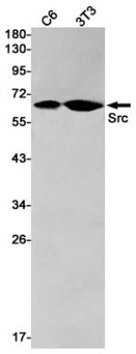 Western Blot: Src Antibody (S05-7H8) [NBP3-20055] - Western blot detection of Src in C6, 3T3 cell lysates using NBP3-20055 (1:1000 diluted). Predicted band size: 60kDa. Observed band size: 60kDa.