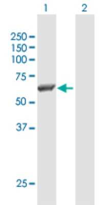 Western Blot: Src Antibody [H00006714-B01P] - Analysis of SRC expression in transfected 293T cell line by SRC polyclonal antibody.  Lane 1: SRC transfected lysate(58.96 KDa). Lane 2: Non-transfected lysate.