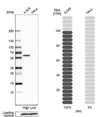 Western Blot: Src Antibody [NBP2-38165] - Analysis in human cell lines A-549 and HeLa using anti-SRC antibody. Corresponding SRC RNA-seq data are presented for the same cell lines. Loading control: anti-COX4I1.