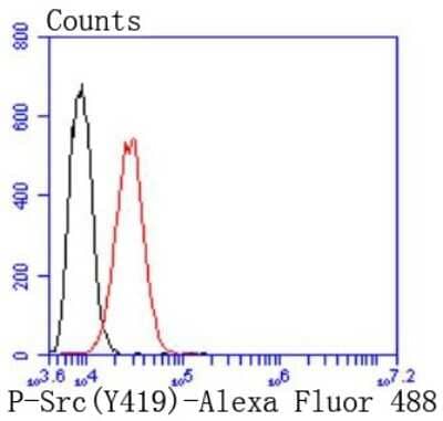 Flow Cytometry: Src [p Tyr419] Antibody (ST0800) [NBP2-67495] - Analysis of HeLa cells with Phospho-Src(Y419) antibody at 1:50 dilution (red) compared with an unlabelled control (cells without incubation with primary antibody; black). Alexa Fluor 488-conjugated goat anti rabbit IgG was used as the secondary antibody.