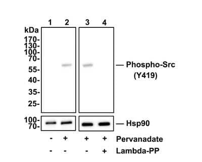 Western Blot: Src [p Tyr419] Antibody (ST0800) [NBP2-67495] - Analysis of Src [p Tyr419] on HepG2 cell lysates. Lane 1: HepG2 cells, whole cell lysate, 10ug/lane Lane 2/3: HepG2 cells treated with 50 uM pervanadate for 10 minutes, whole cell lysates, 10ug/laneLane 4: HepG2 cells treated with 50 uM pervanadate for 10 minutes, then treated with 2.8ug/ul lambda-PP for 30 minutes, whole cell lysates, 10ug/lane All lanes :Anti-Src [p Tyr419] antibody at 1/500 dilution. Anti-Hsp90 beta antibody (NBP2-67395) at 1/10,000 dilution. Goat Anti-Rabbit IgG H&L (HRP) at 1/200,000 dilution. Predicted band size: 60 kDaObserved band size: 60 kDa Blocking and diluting buffer: 5% BSA. Exposure time: 30 seconds