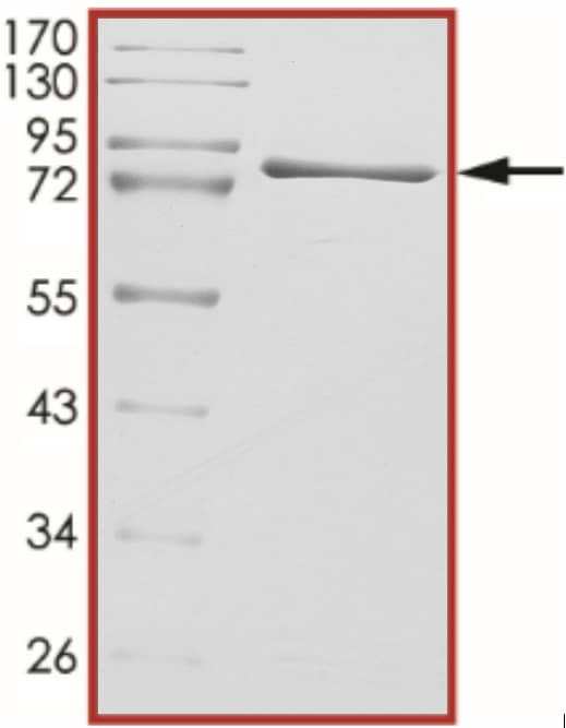 SDS-Page Src [Unconjugated]
