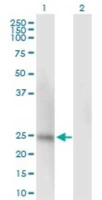 Western Blot: Ssu72 Antibody [H00029101-B01P] - Analysis of SSU72 expression in transfected 293T cell line by SSU72 polyclonal antibody.  Lane 1: SSU72 transfected lysate(21.34 KDa). Lane 2: Non-transfected lysate.