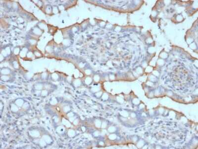 Immunohistochemistry-Paraffin: StAR Antibody (STAR/2077) - Azide and BSA Free [NBP3-08547] - Formalin-fixed, paraffin-embedded human Stomach stained with StAR Mouse Monoclonal Antibody (STAR/2077).