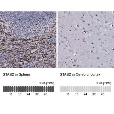 Immunocytochemistry/Immunofluorescence: Stabilin-2 Antibody [NBP3-17092] - Analysis in human spleen and cerebral cortex tissues using Anti-STAB2 antibody. Corresponding STAB2 RNA-seq data are presented for the same tissues.