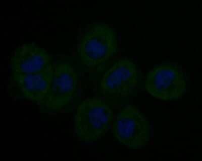 Immunocytochemistry/Immunofluorescence: Stathmin 1 Antibody (11E1) [NBP2-76906] - ICC staining Stathmin 1 in A431 cells (green). Formalin fixed cells were permeabilized with 0.1% Triton X-100 in TBS for 10 minutes at room temperature and blocked with 1% Blocker BSA for 15 minutes at room temperature. Cells were probed with Stathmin 1 monoclonal antibody at a dilution of 1:200 for 1 hour at room temperature, washed with PBS. Alexa Fluor 488 Goat anti-Mouse IgG was used as the secondary antibody at 1/100 dilution.